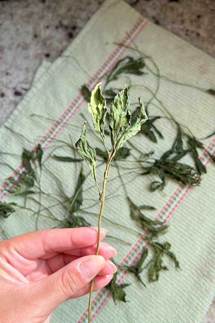 Hand holding dried epazote stem with leafy top.