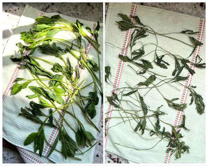 process steps, fresh to dried in 3 to 5 days.
