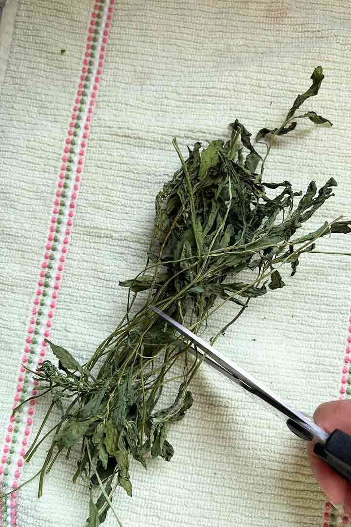 Cutting dried epazote herb in half with scissor on a flat kitchen towel